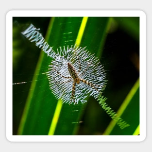 Spider in web Sticker